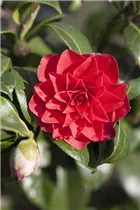 Camellia japonica 'Black Lace' - Kamelie 'Black Lace'