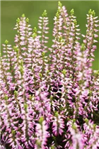 Calluna vulgaris Gardengirls® 'Rosann' - Winterharte Knospenheide Gardengirls® 'Rosann'