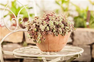 Callisia repens 'Rosata' - Kriechendes Schönpolster 'Rosata'