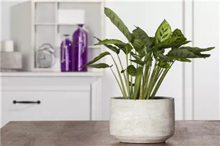 Calathea leopardina - Korbmarante Calathea leopardina - Korbmarante