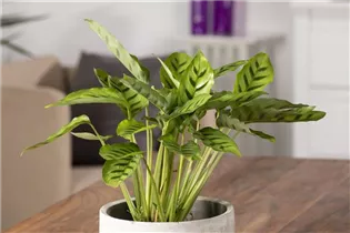 Calathea leopardina - Korbmarante Calathea leopardina - Korbmarante