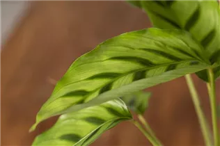 Calathea leopardina - Korbmarante Calathea leopardina - Korbmarante