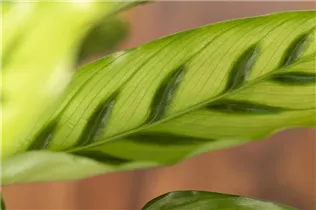 Calathea leopardina - Korbmarante Calathea leopardina - Korbmarante