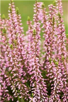 Calluna vulgaris Gardengirls® 'Rosita' - Winterharte Knospenheide Gardengirls® 'Rosita'