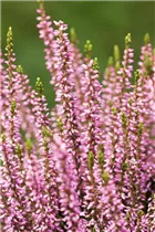 Calluna vulgaris Gardengirls® 'Rosita' - Winterharte Knospenheide Gardengirls® 'Rosita'
