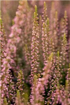 Calluna vulgaris Gardengirls® 'Rosita' - Winterharte Knospenheide Gardengirls® 'Rosita'