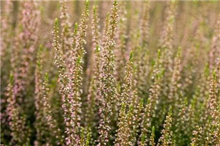 Calluna vulgaris Gardengirls® 'Rosita' - Winterharte Knospenheide Gardengirls® 'Rosita'
