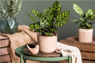 Calathea makoyana - Korbmarante Calathea makoyana - Korbmarante