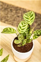 Calathea makoyana - Korbmarante Calathea makoyana - Korbmarante
