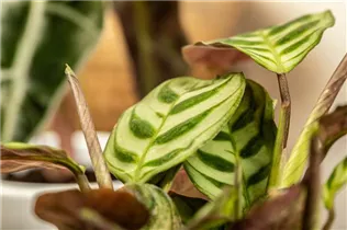 Calathea makoyana - Korbmarante Calathea makoyana - Korbmarante