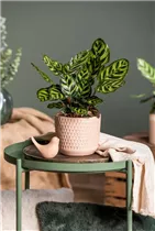 Calathea makoyana - Korbmarante Calathea makoyana - Korbmarante
