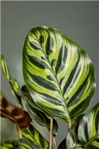 Calathea makoyana - Korbmarante Calathea makoyana - Korbmarante