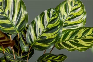 Calathea makoyana - Korbmarante Calathea makoyana - Korbmarante
