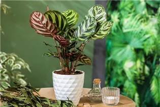 Calathea makoyana - Korbmarante Calathea makoyana - Korbmarante