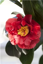 Camellia japonica 'Bob Hope' - Kamelia 'Bob Hope'