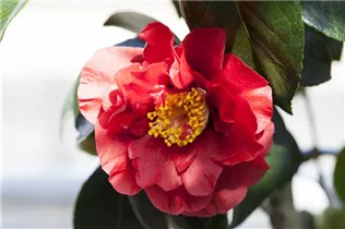 Camellia japonica 'Bob Hope' - Kamelia 'Bob Hope'