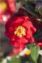 Camellia japonica 'Bob Hope' - Kamelia 'Bob Hope'