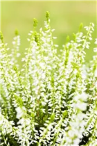 Calluna vulgaris Gardengirls® 'Sandy' - Winterharte Knospenheide Gardengirls® 'Sandy'