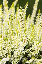 Calluna vulgaris Gardengirls® 'Sandy' - Winterharte Knospenheide Gardengirls® 'Sandy'