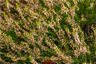 Calluna vulgaris Gardengirls® 'Sandy' - Winterharte Knospenheide Gardengirls® 'Sandy'