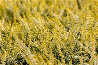Calluna vulgaris Gardengirls® 'Sandy' - Winterharte Knospenheide Gardengirls® 'Sandy'