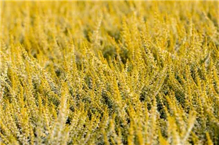 Calluna vulgaris Gardengirls® 'Sandy' - Winterharte Knospenheide Gardengirls® 'Sandy'