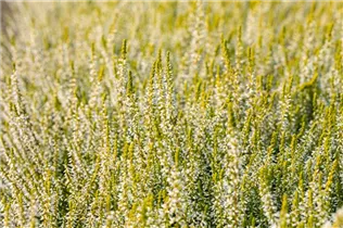 Calluna vulgaris Gardengirls® 'Sandy' - Winterharte Knospenheide Gardengirls® 'Sandy'