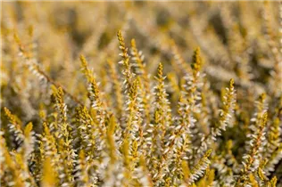 Calluna vulgaris Gardengirls® 'Sandy' - Winterharte Knospenheide Gardengirls® 'Sandy'