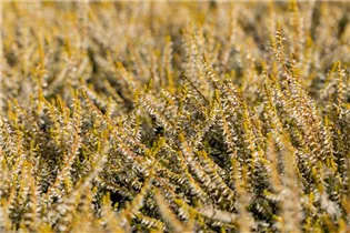 Calluna vulgaris Gardengirls® 'Sandy' - Winterharte Knospenheide Gardengirls® 'Sandy'