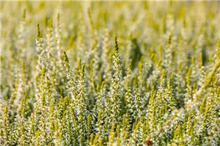 Calluna vulgaris Gardengirls® 'Sandy' - Winterharte Knospenheide Gardengirls® 'Sandy'