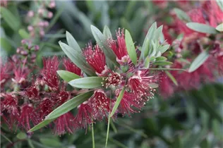 Callistemon citrinus - Zylinderputzer Callistemon citrinus - Zylinderputzer