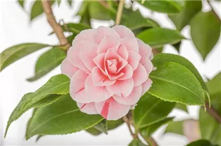 Camellia japonica 'Bonomiana' - Kamelie 'Bonomiana'