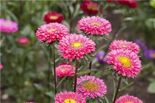 Callistephus chinensis - Gartenaster  Callistephus chinensis - Gartenaster