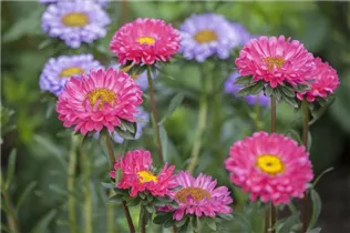 Callistephus chinensis - Gartenaster  Callistephus chinensis - Gartenaster