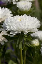 Callistephus chinensis - Gartenaster  Callistephus chinensis - Gartenaster