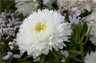 Callistephus chinensis - Gartenaster  Callistephus chinensis - Gartenaster