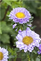 Callistephus chinensis - Gartenaster  Callistephus chinensis - Gartenaster