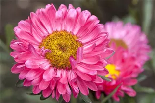 Callistephus chinensis - Gartenaster  Callistephus chinensis - Gartenaster