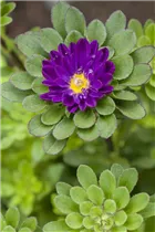 Callistephus chinensis - Gartenaster  Callistephus chinensis - Gartenaster