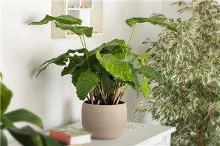 Calathea musaica 'Network' - Korbmarante 'Network' Calathea musaica 'Network' - Korbmarante 'Network'