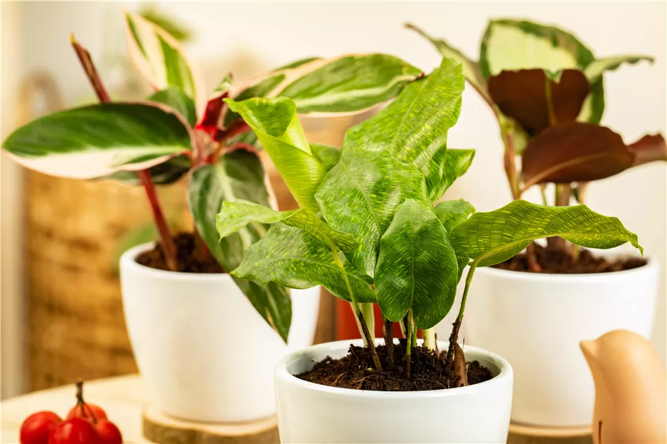 Korbmarante 'Network', Calathea musaica 'Network'