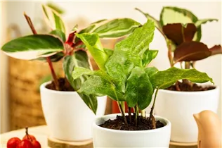 Calathea musaica 'Network' - Korbmarante 'Network' Calathea musaica 'Network' - Korbmarante 'Network'