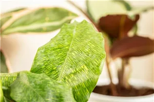 Calathea musaica 'Network' - Korbmarante 'Network' Calathea musaica 'Network' - Korbmarante 'Network'