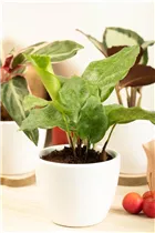 Calathea musaica 'Network' - Korbmarante 'Network' Calathea musaica 'Network' - Korbmarante 'Network'
