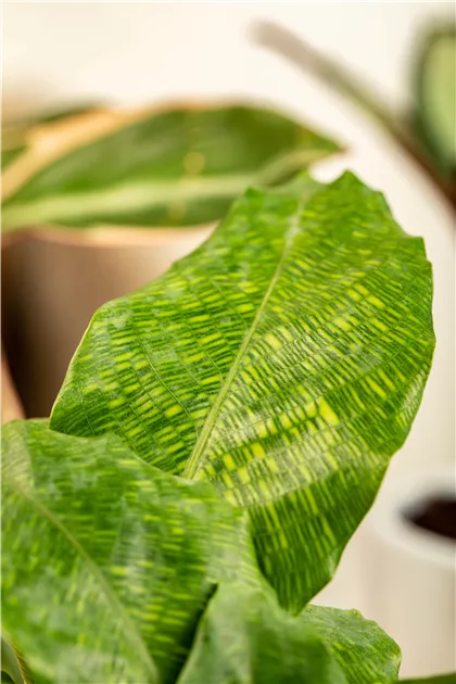 beaucarnea elefantenfuß XXL Elefantenfuß Nolina kaufen – Green Me Up main image 1