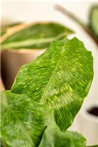 Calathea musaica 'Network' - Korbmarante 'Network' Calathea musaica 'Network' - Korbmarante 'Network'