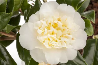 Camellia japonica 'Brushfield Yellow' - Kamelie 'Brushfield Yellow'