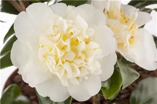Camellia japonica 'Brushfield Yellow' - Kamelie 'Brushfield Yellow'
