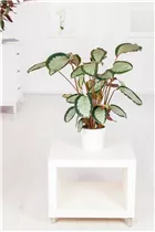 Calathea picturata - Korbmarante Calathea picturata - Korbmarante