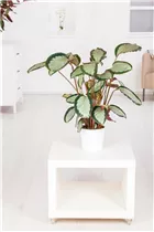 Calathea picturata - Korbmarante Calathea picturata - Korbmarante